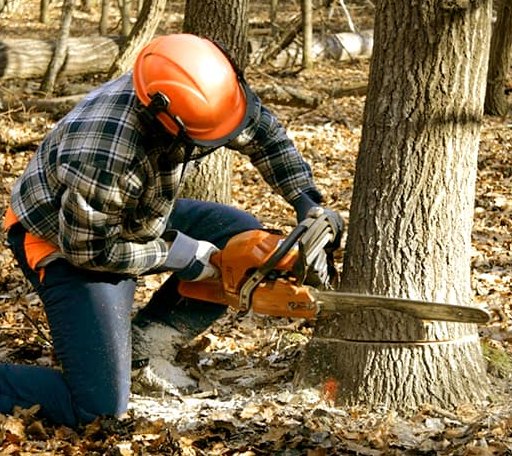 Tree Removal in Mendenhall, MS